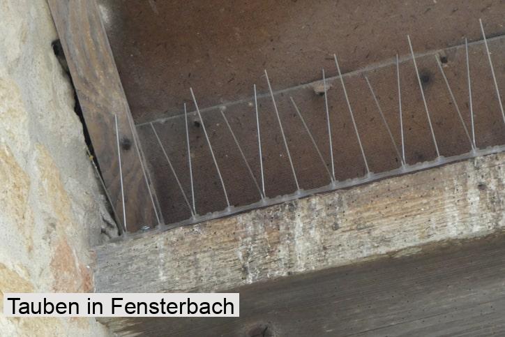 Tauben in Fensterbach